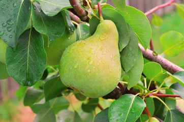 Pear fruit on the tree in the fruit garden
