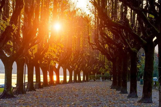 Italy, Angera.Wonderful autumn avenue for walking, large trees with yellow leaves. Silhouettes of trees in the rays of the setting evening sun.
