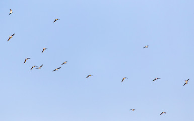 a flock of seagulls against a blue sky