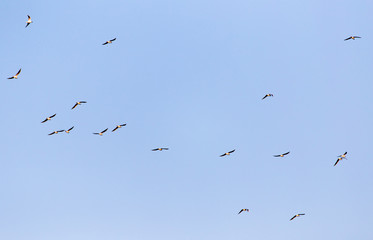 a flock of seagulls against a blue sky
