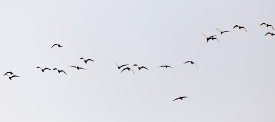 a flock of seagulls in the sky at sunset