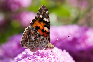 Distelfalter - Vanessa cardui