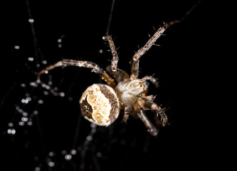 water droplets on a spider web with a spider on a black background