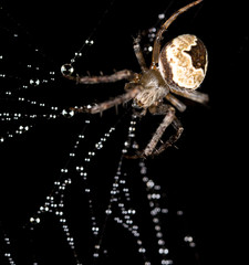 water droplets on a spider web with a spider on a black background