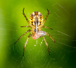 Spider on green nature