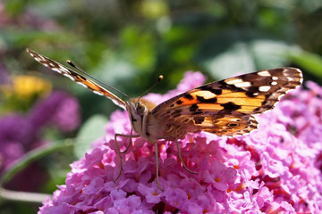 Distelfalter - Vanessa cardui