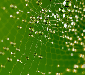 water droplets on a spider web in nature