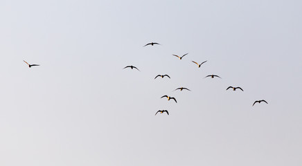 a flock of seagulls in the sky at sunset