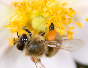 bee on a flower. macro