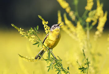 Bird the yellow Wagtail sings on the Golden field of clover in summer