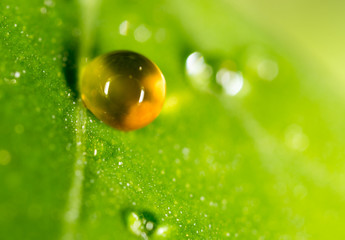water drops on a green leaf