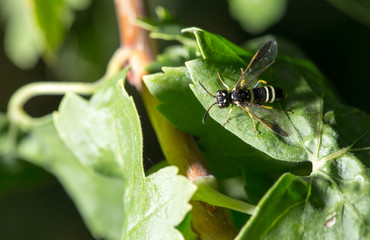 wasp on a green leaf