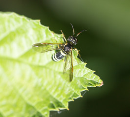 wasp on a green leaf