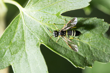 wasp on a green leaf