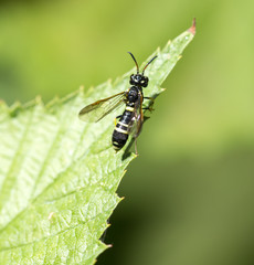 wasp on a green leaf
