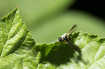 wasp on a green leaf