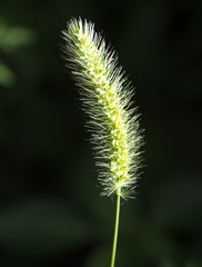 Fototapeta premium Green ear of grass on nature