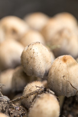 inedible mushrooms in nature
