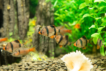 fish in an aquarium