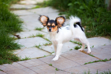 Portrait of a four month-old puppy of the Continental Toy spaniel - Papillon