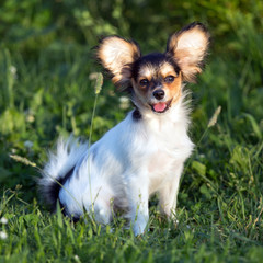 Portrait of a four month-old puppy of the Continental Toy spaniel - Papillon