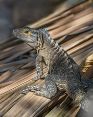 Black Iguana (Ctenosaura similis).