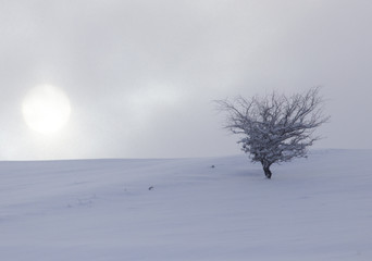 tree in the snow at dawn sun