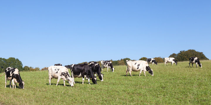 Panorama of a herd of black and white Holstein dairy cows or cattle grazing in a field  on a sunny blue sky day