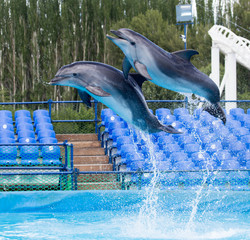 Naklejka premium two dolphins jumping in the pool