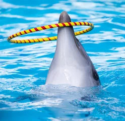 Abwaschbare Fototapete Delfin dolphin spinning hoop in the pool
