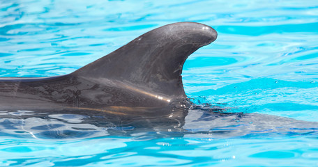 fin dolphin in the pool