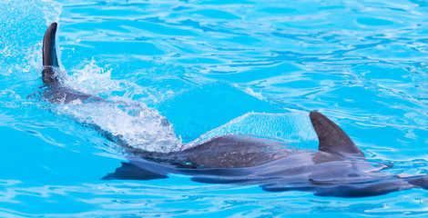 Fototapeta premium Dolphin in the pool