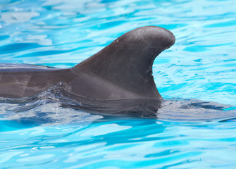 fin dolphin in the pool