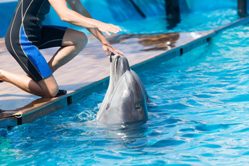 Dolphin in the pool