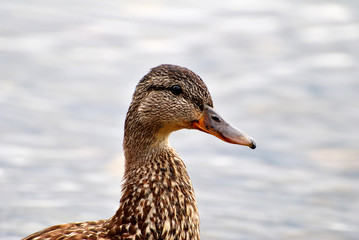 Close Up of the Head of a Mallard Duckling with Water in the Background