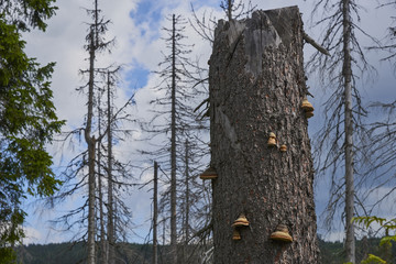 Forest destroyed during a storm Kyrill 19. january 2007 around the observation tower Polednik, on the border of Germany with the Czech Republic, Sumava National Park.