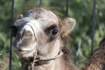 Fototapeta premium Camel in nature