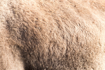 Naklejka premium camel wool as background