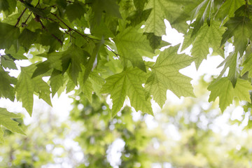 Fototapeta na wymiar green maple leaves on nature