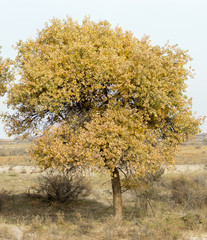 autumn tree in nature