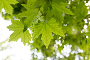 green maple leaves on nature