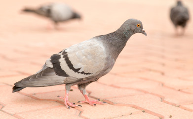 dove on the road
