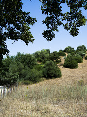 Landscape of a field in the mountains