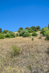 Fototapeta na wymiar Landscape of a field in the mountains