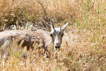 antelope in the dry grass in nature