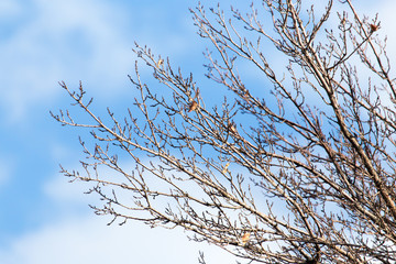 tree branch on the sky background