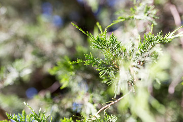 Beautiful branch of a thuja on nature