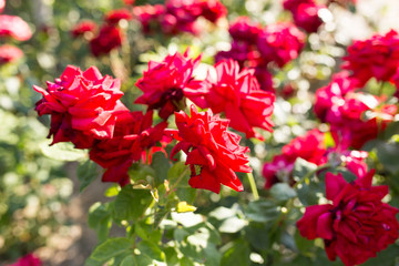 red rose in a park on the nature