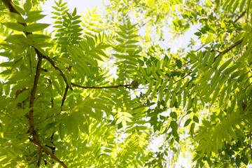 green leaves on the tree in nature
