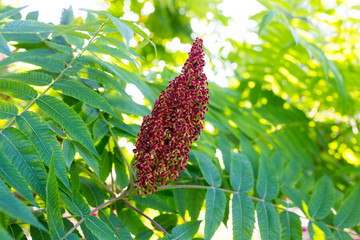 flower bud on a tree in nature